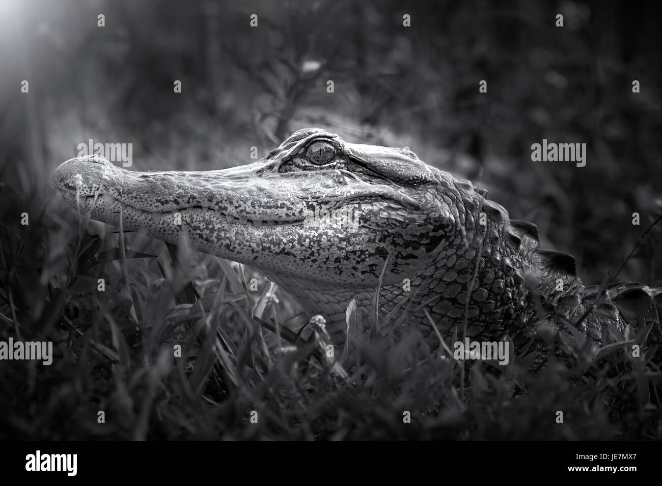 A young alligator photographed in the early morning hours in the Florida Everglades. Stock Photo