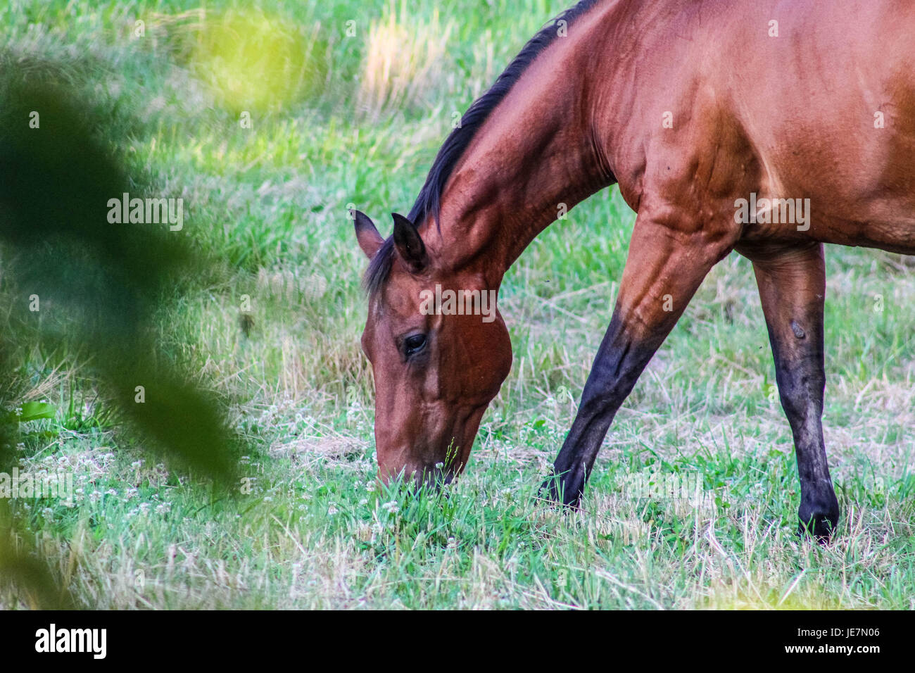 A single Horse. Stock Photo