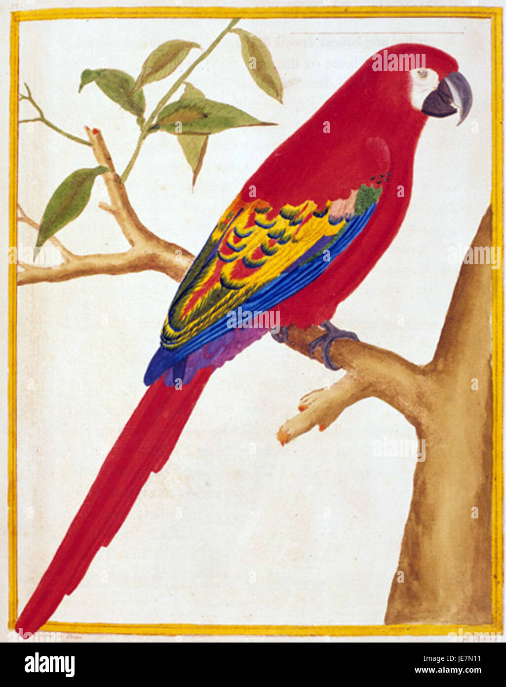 Ara guadeloupensis, also known as the Guadeloupe parrot, is an extinct ...