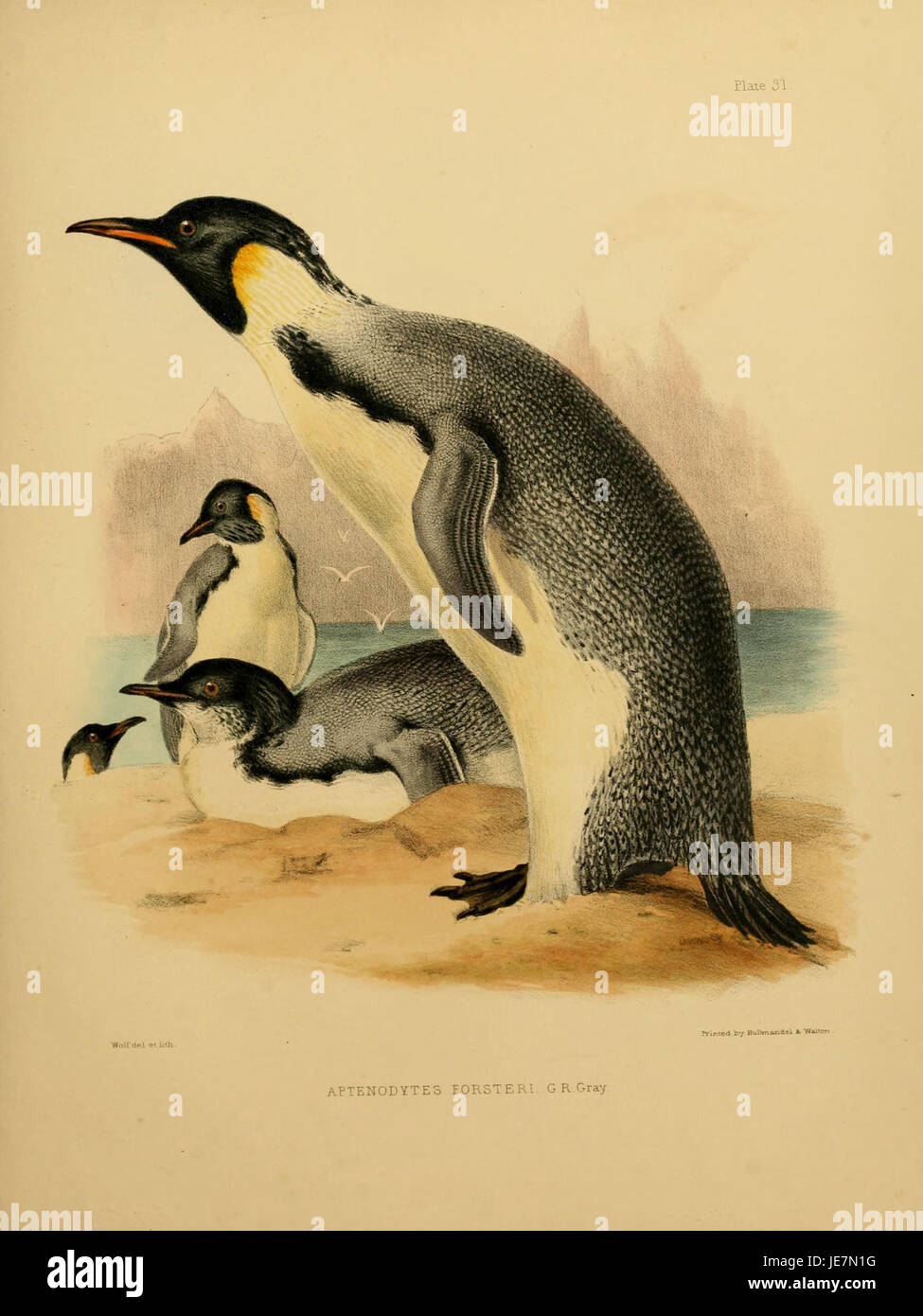 Aptenodytes forsteri, commonly known as the emperor penguin, is ...