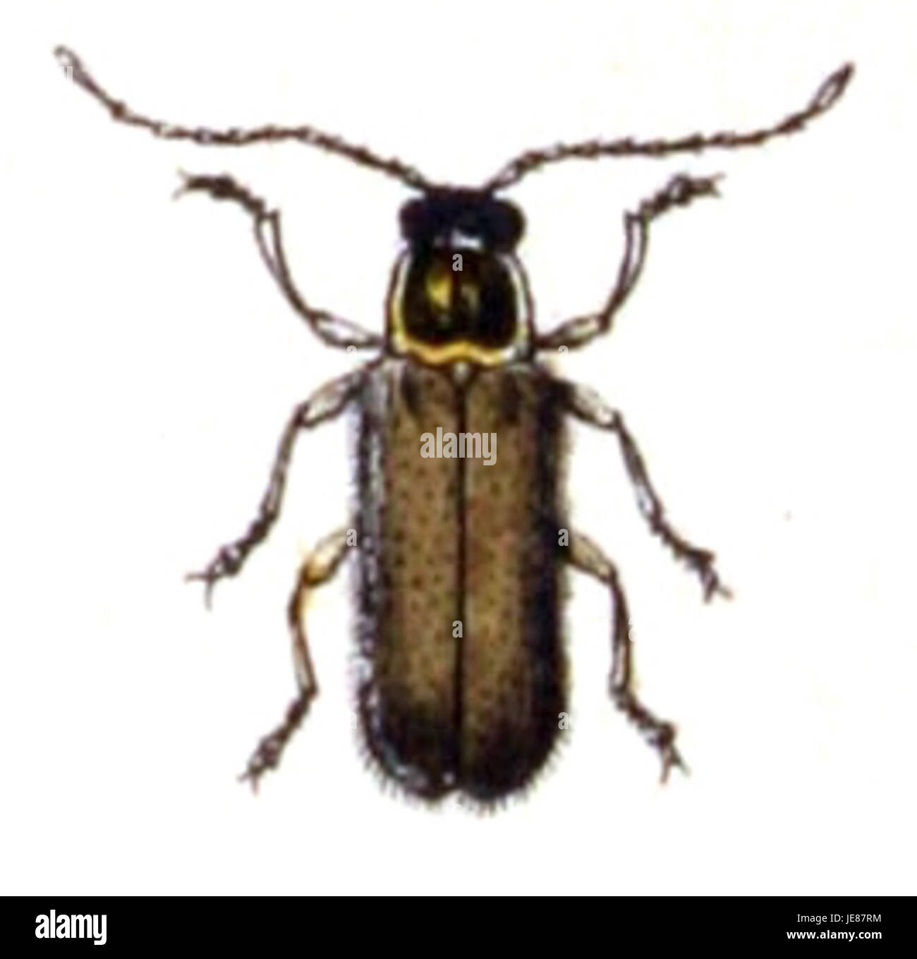 A detailed image of Cantharis pallida, a species of soldier beetle, displaying its characteristic red body and black markings. This insect is found in European habitats. Stock Photo
