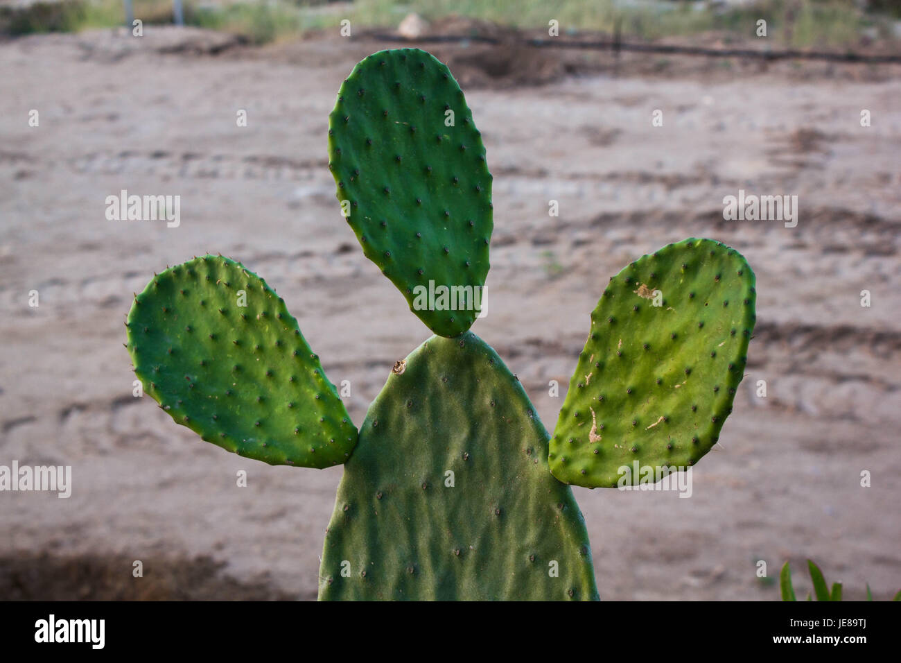 Wild plants and flowers makro photography Stock Photo