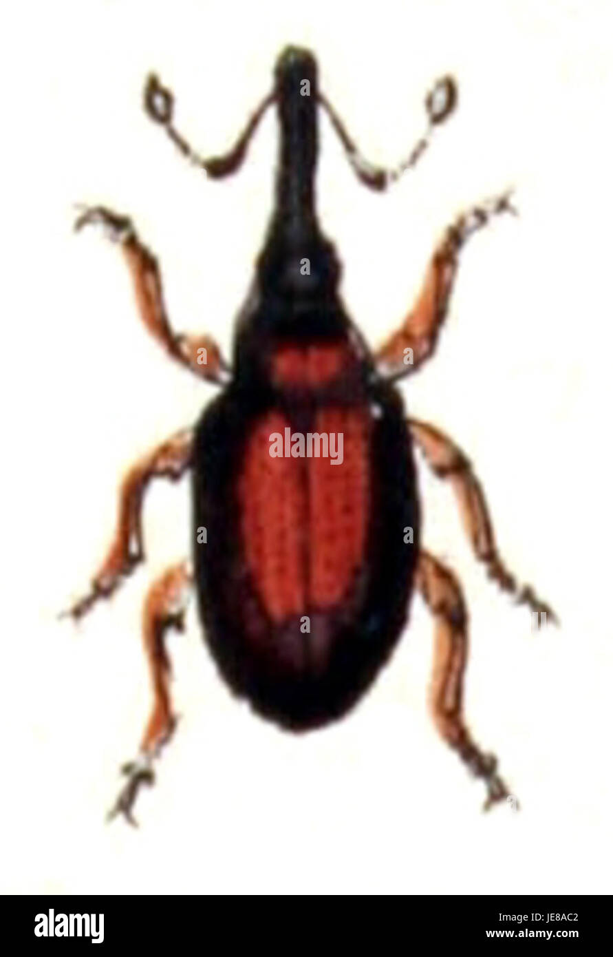 Curculionidae species hi-res stock photography and images - Alamy