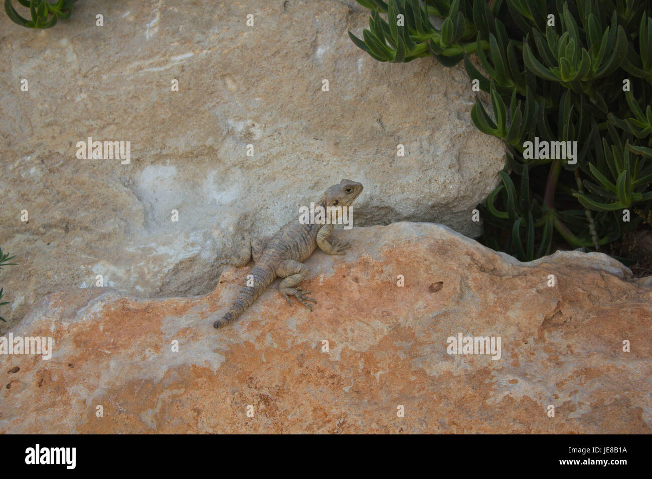 Wild animals on Cyprus Stock Photo