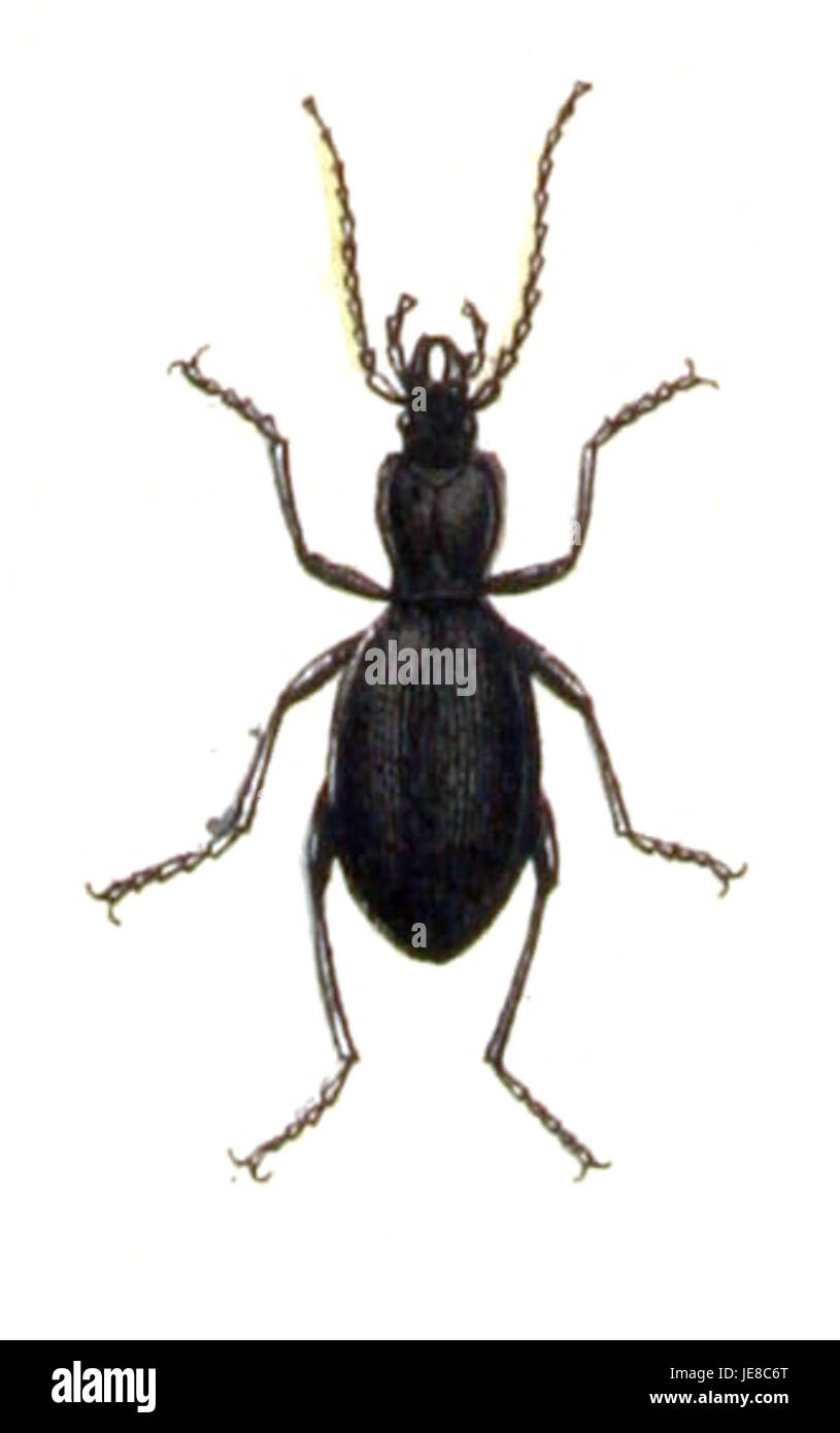 Cychrus Rufus Cychrus High Resolution Stock Photography and Images - Alamy