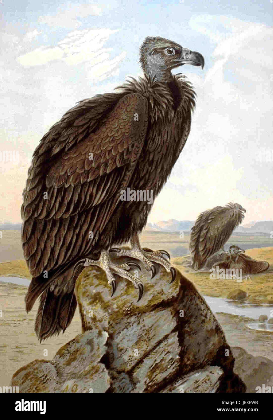 A photo of a black vulture in flight, showcasing the bird's large ...