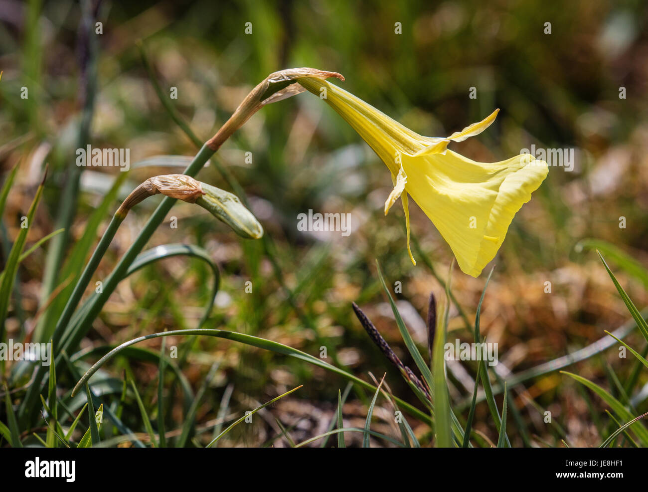Petticoat daffodil Narcissus bulbicodium growing in short alpine turf