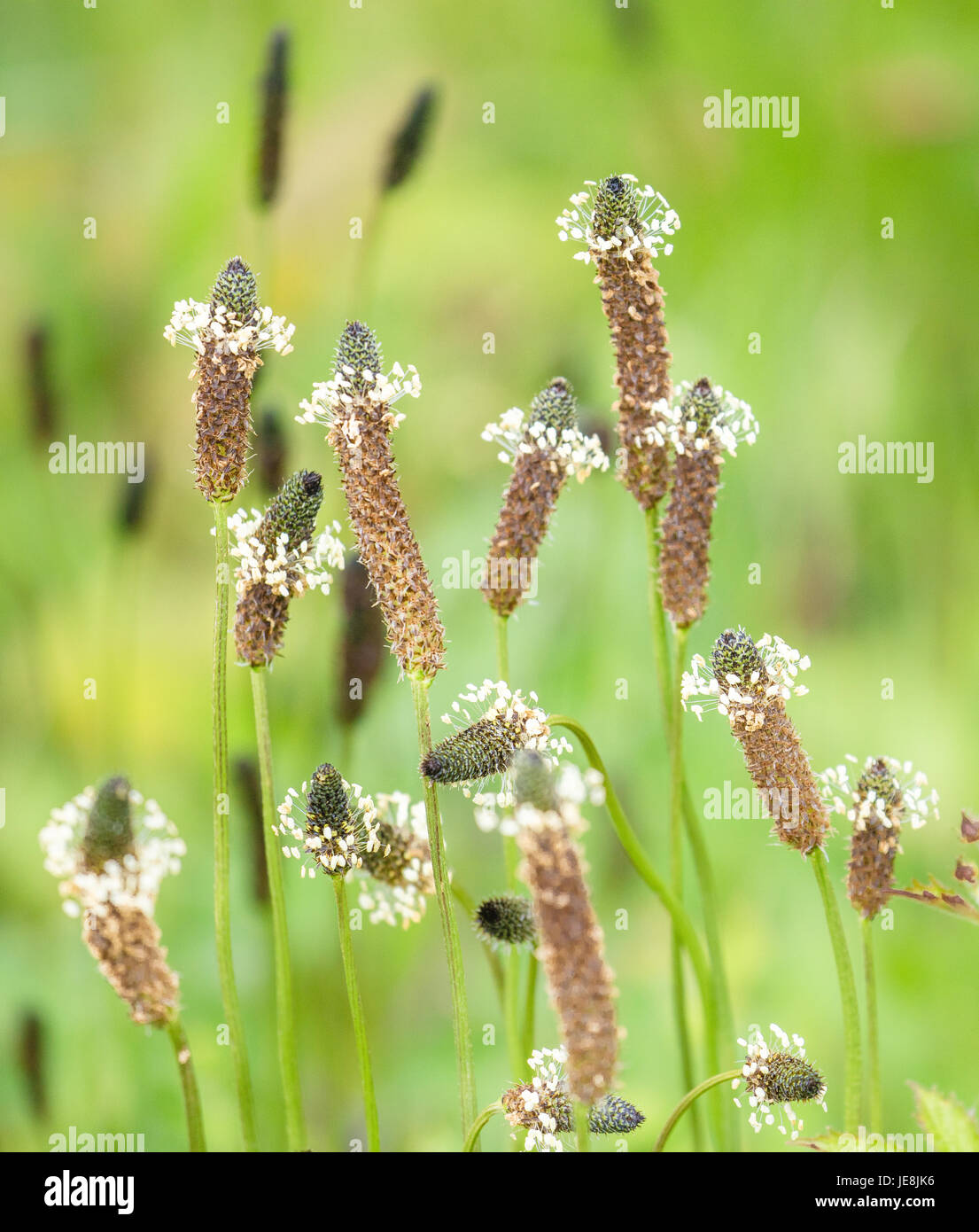 Ascending flower spikes and stamens of Ribwort plantain Plantago lanceolata colony growing along the edge of a Kent meadow UK Stock Photo