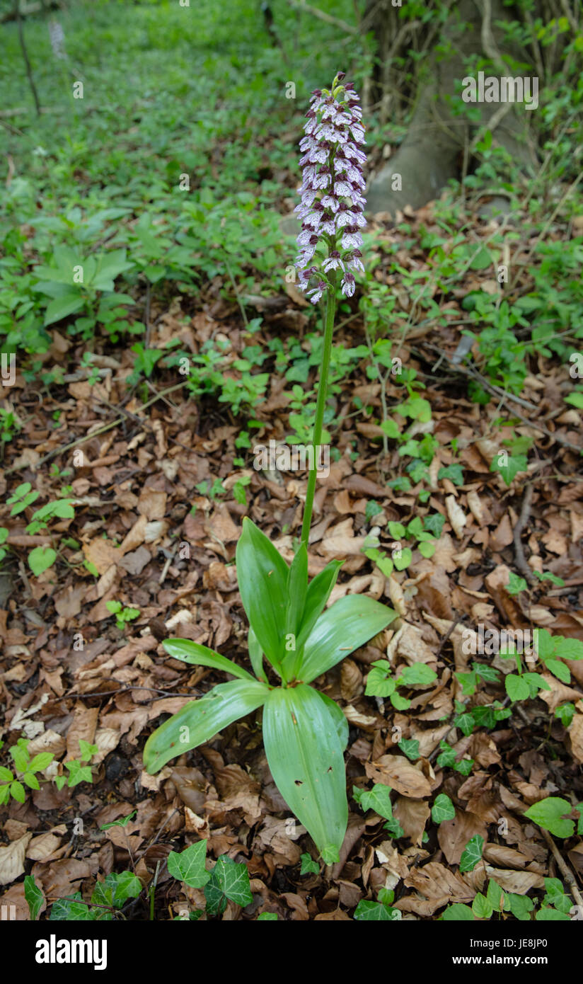 Large flower spike of the lady orchid Orchis purpurea with florets resembling little dolls at Yockletts Bank reserve in Kent Stock Photo