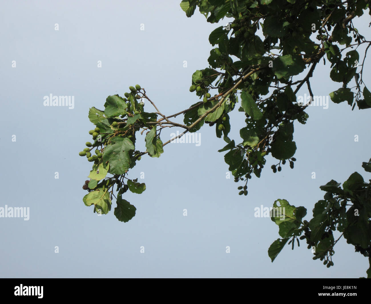 Schwarzerle, or Black Alder, is a species of tree found in temperate ...