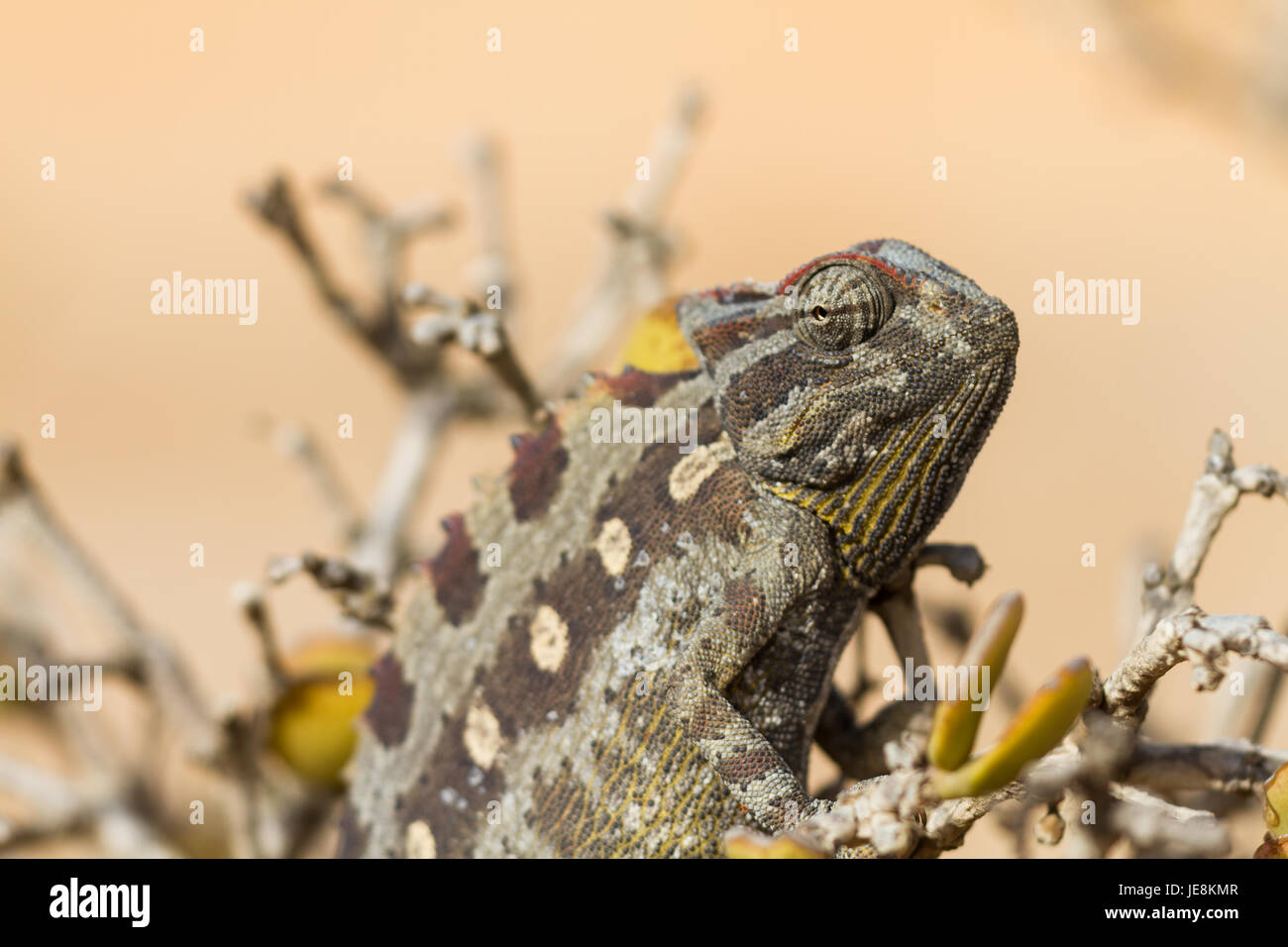 Macro of a desert Chameleon, Namibia, Africa Stock Photo