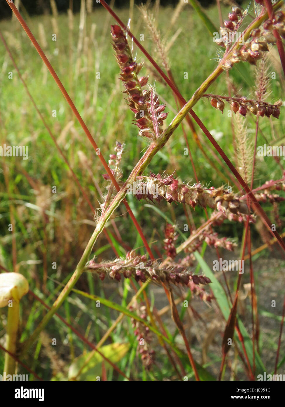 Echinochloa crus-galli, also known as barnyard grass, is an invasive ...