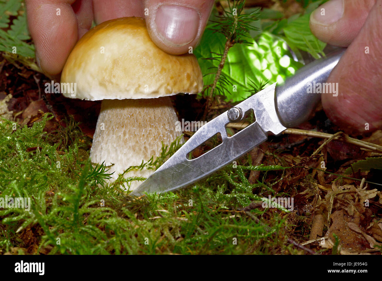 Magnificent stone mushroom in the forest with moss and fern Stock Photo