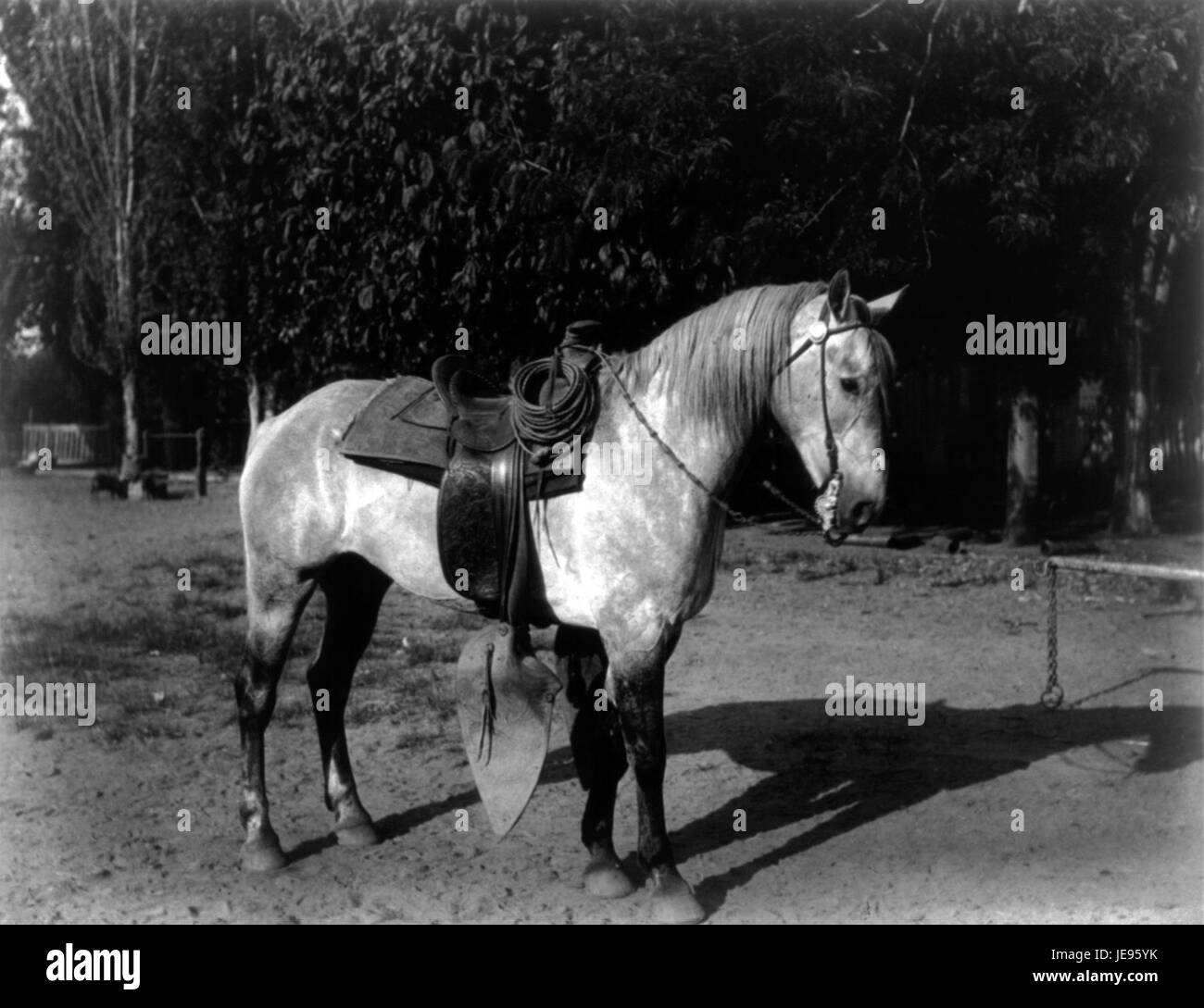 Carleton Watkins - A Vaquero's Horse cph.3b03100 Stock Photo
