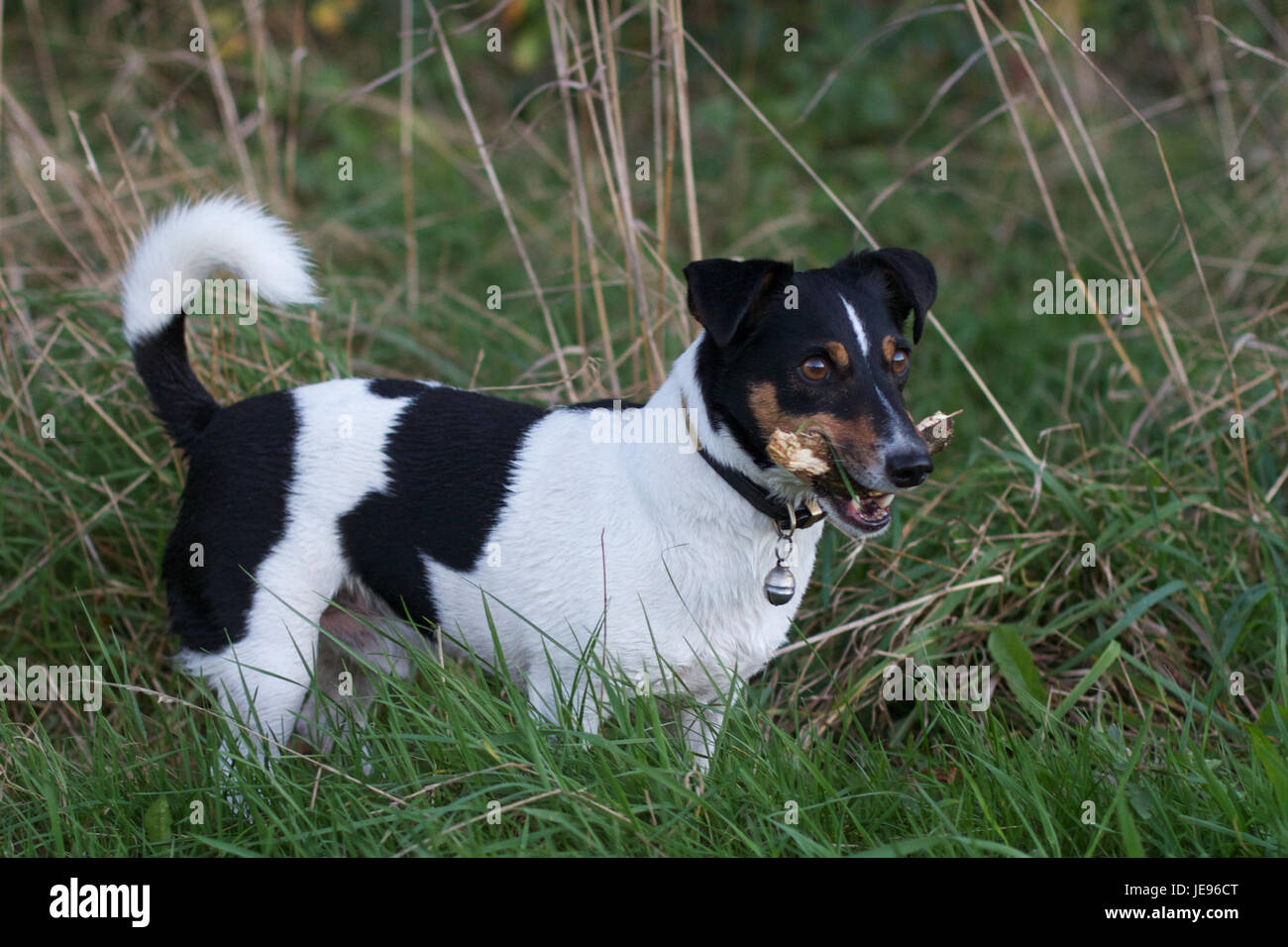 2013-365-301 Colin the Magnificent (10545712185) Stock Photo