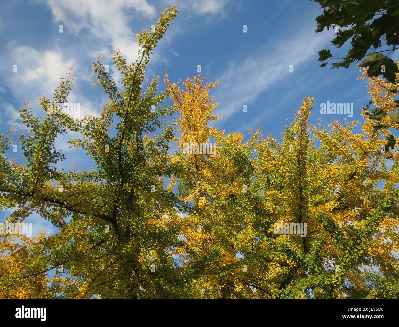 The Ginkgo tree, also known as Ginkgo biloba, is a unique species ...