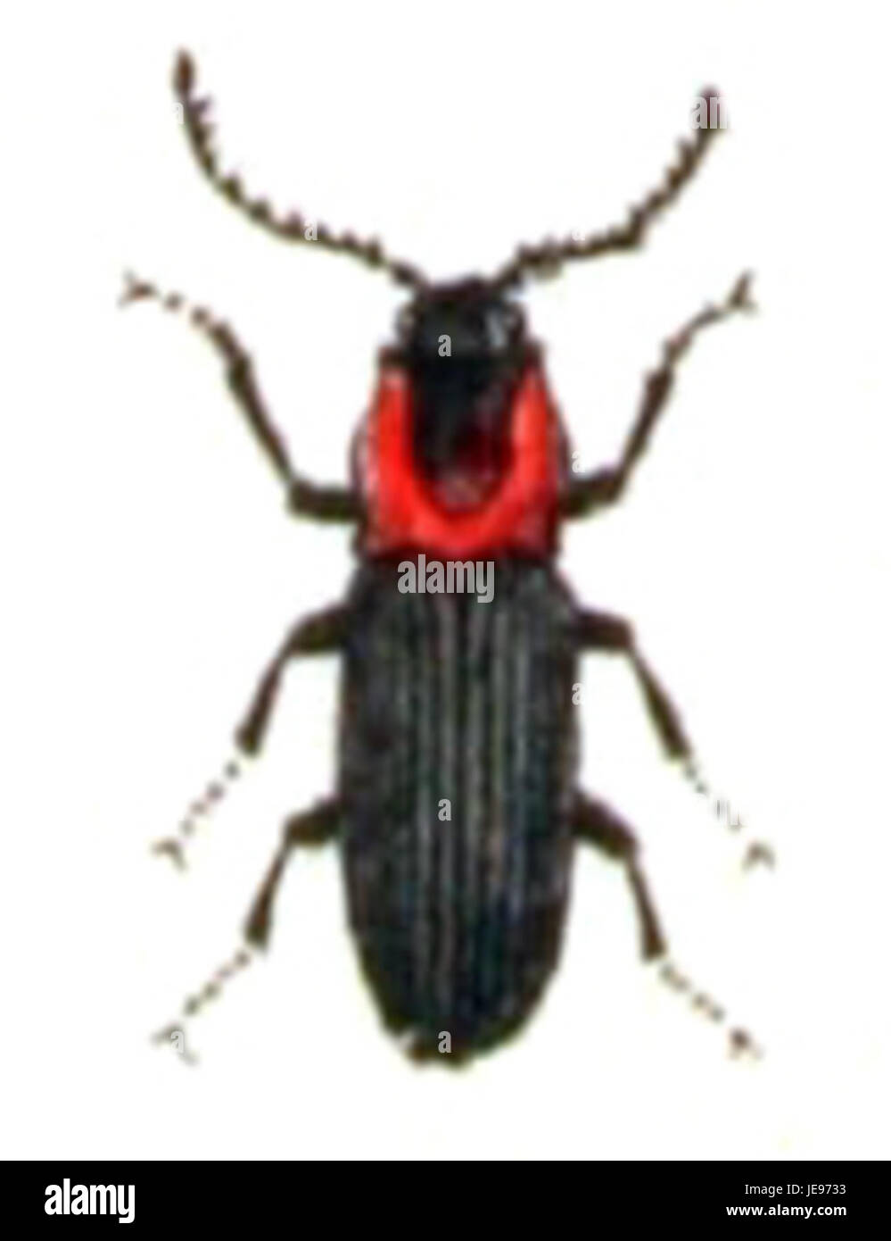 Cardo Insects Calwer insects hi-res stock photography and images - Alamy