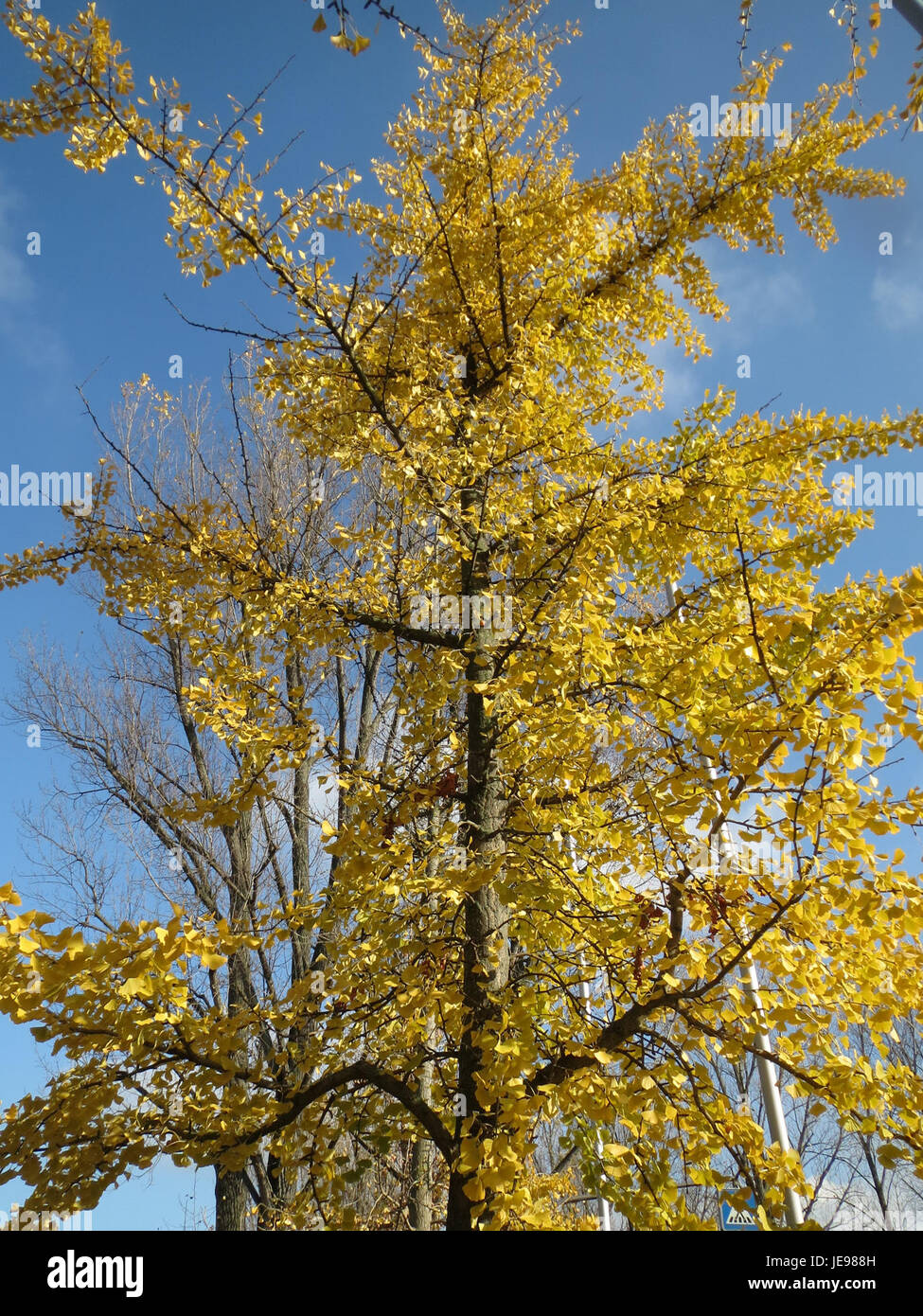 The Ginkgo tree in Hockenheim, Germany, is known for its distinctive ...