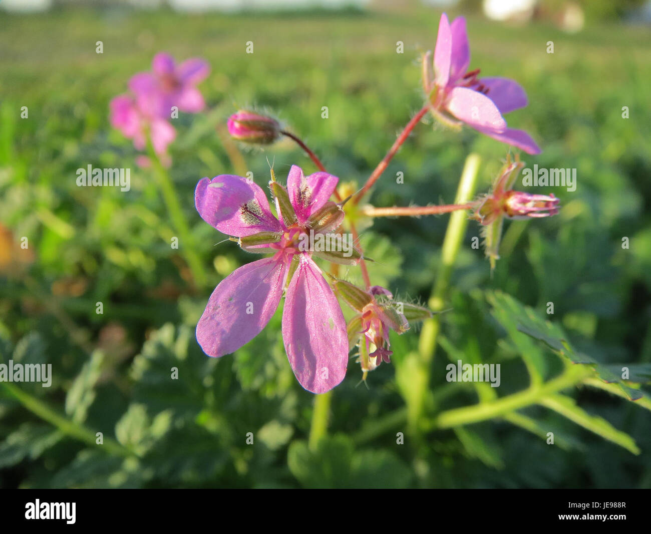 *Reiherschnabel* (Geranium phaeum), also known as the *Heron's Bill ...