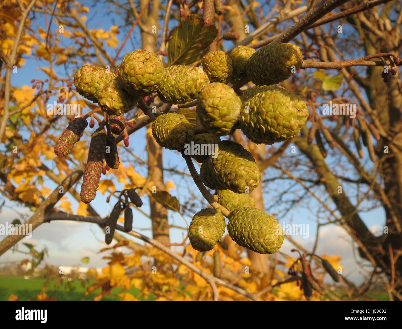 Alnus glutinosa, commonly known as black alder, is a species of tree ...