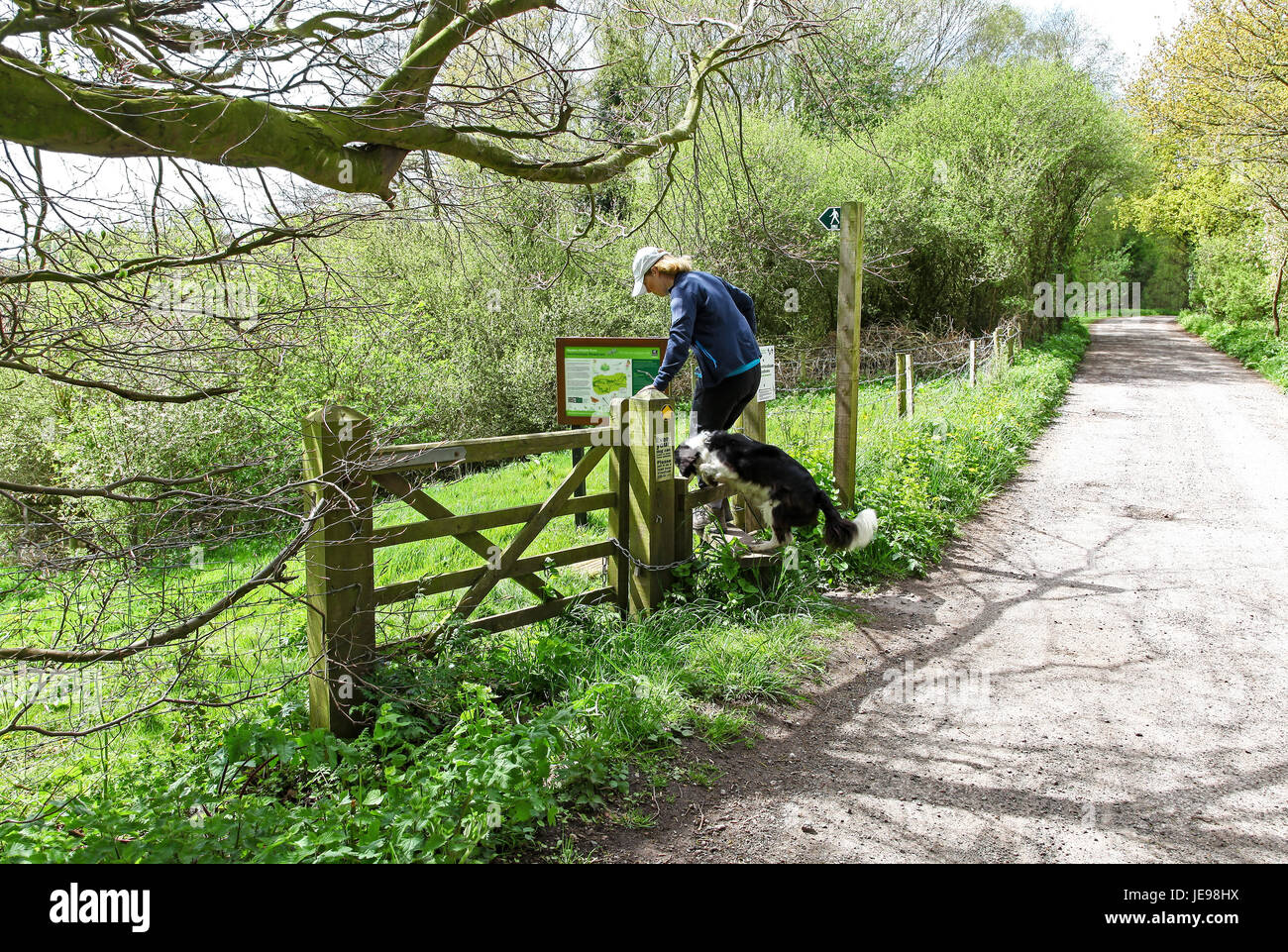 A woman and her dog climbing a stile at Swettenham Meadows nature reserve run by Cheshire Wildlife Trust, Swettenham Cheshire England UK Stock Photo