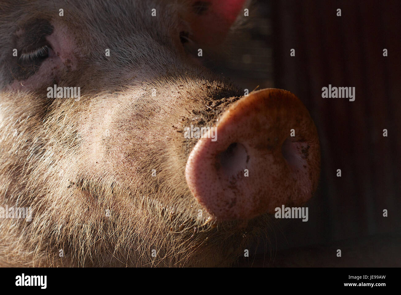 2013-365-337 Terrific AND Humble (11201568503) Stock Photo