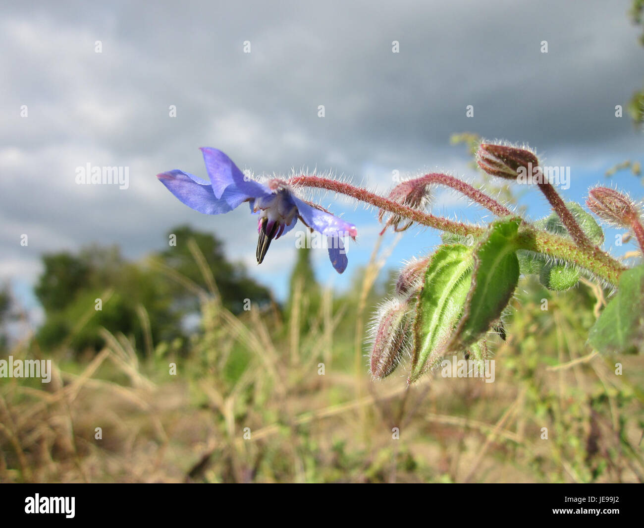 Common weeds hi-res stock photography and images - Alamy
