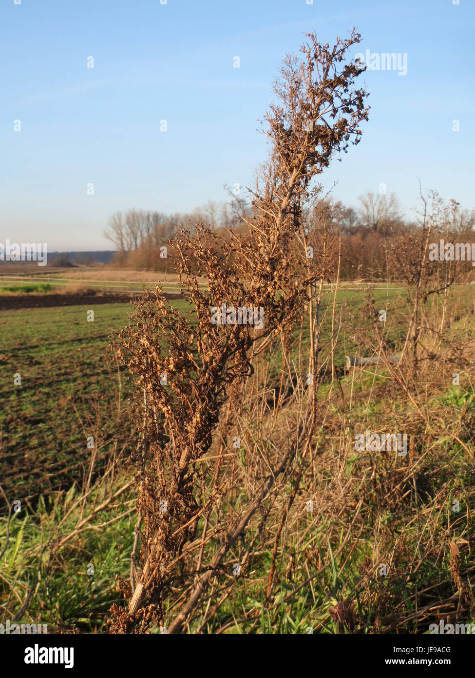 Invasive species effects hi-res stock photography and images - Alamy