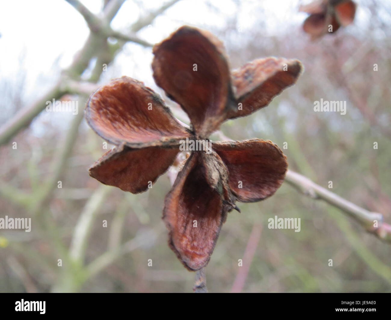 Spindle Fall Pfaffenhuetchen, also known as Spindle Tree (Euonymus europaeus), is a ...