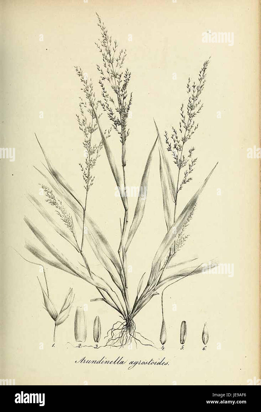 Arundinella agrostoides - Species graminum - Volume 3 Stock Photo