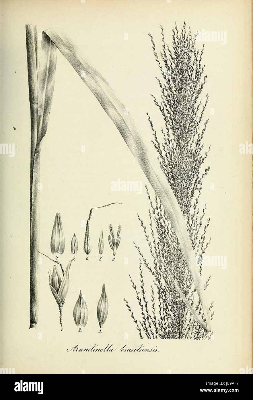Arundinella brasiliensis - Species graminum - Volume 3 Stock Photo