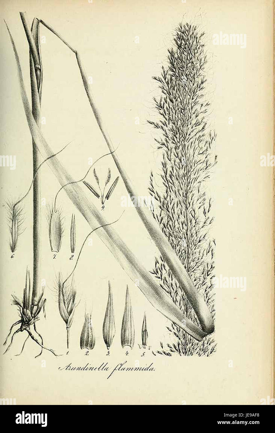 Arundinella flammida - Species graminum - Volume 3 Stock Photo