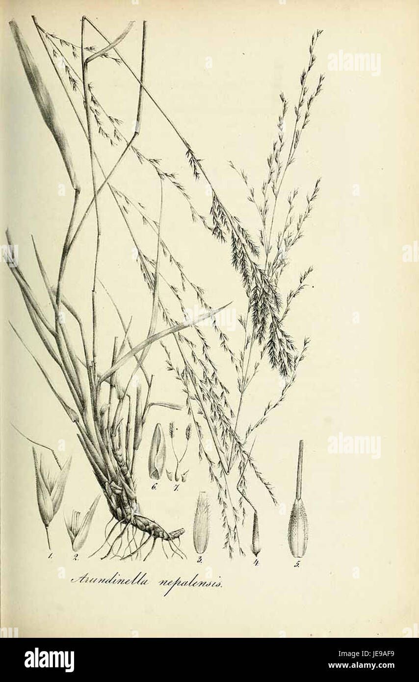 Arundinella nepalensis - Species graminum - Volume 3 Stock Photo