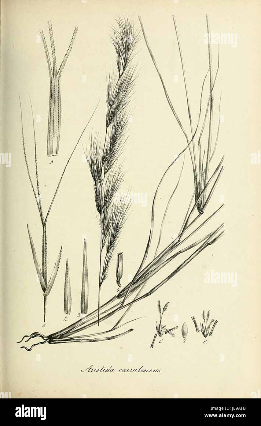 Aristida caerulescens - Species graminum - Volume 3 Stock Photo