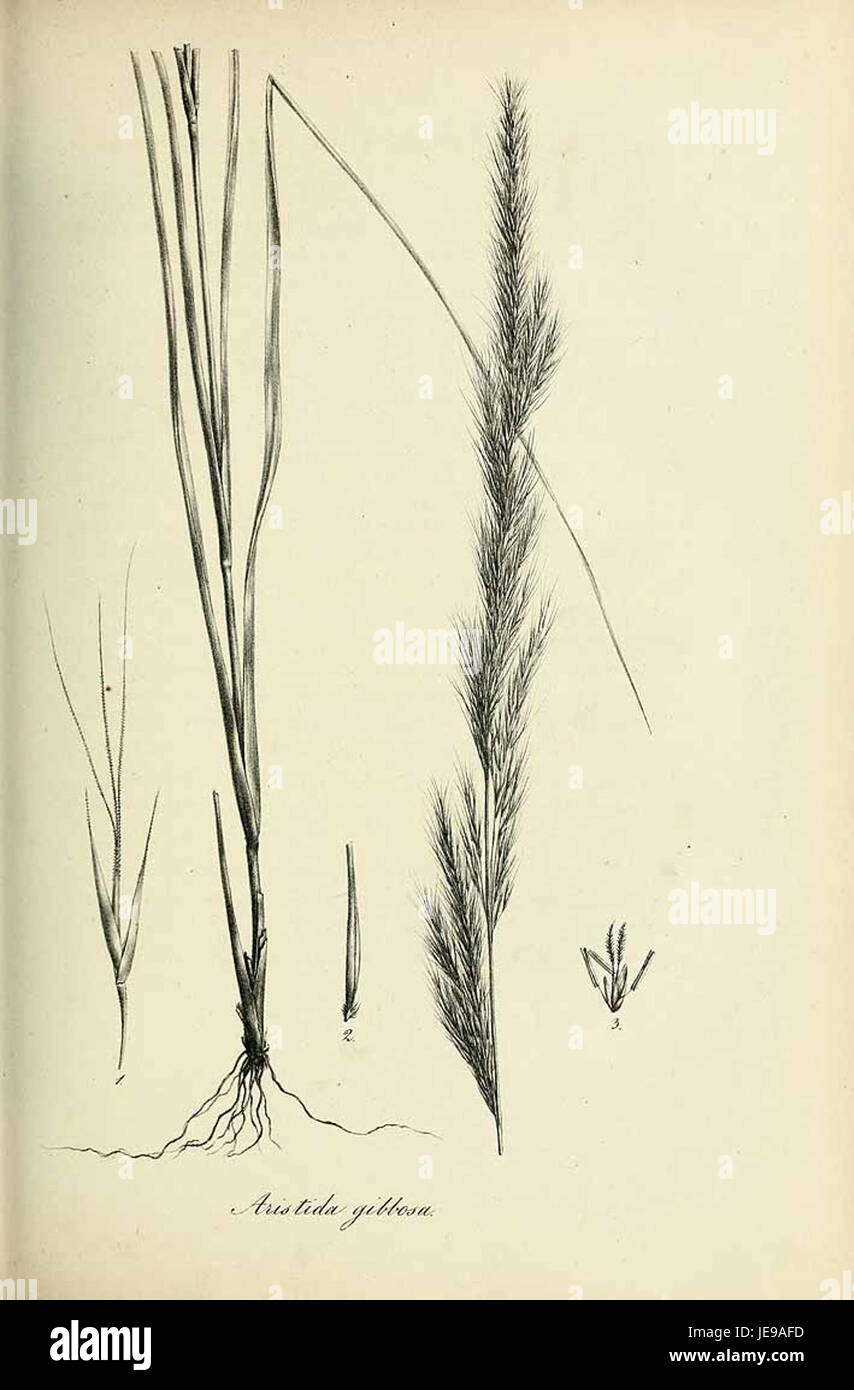 Aristida gibbosa - Species graminum - Volume 3 Stock Photo
