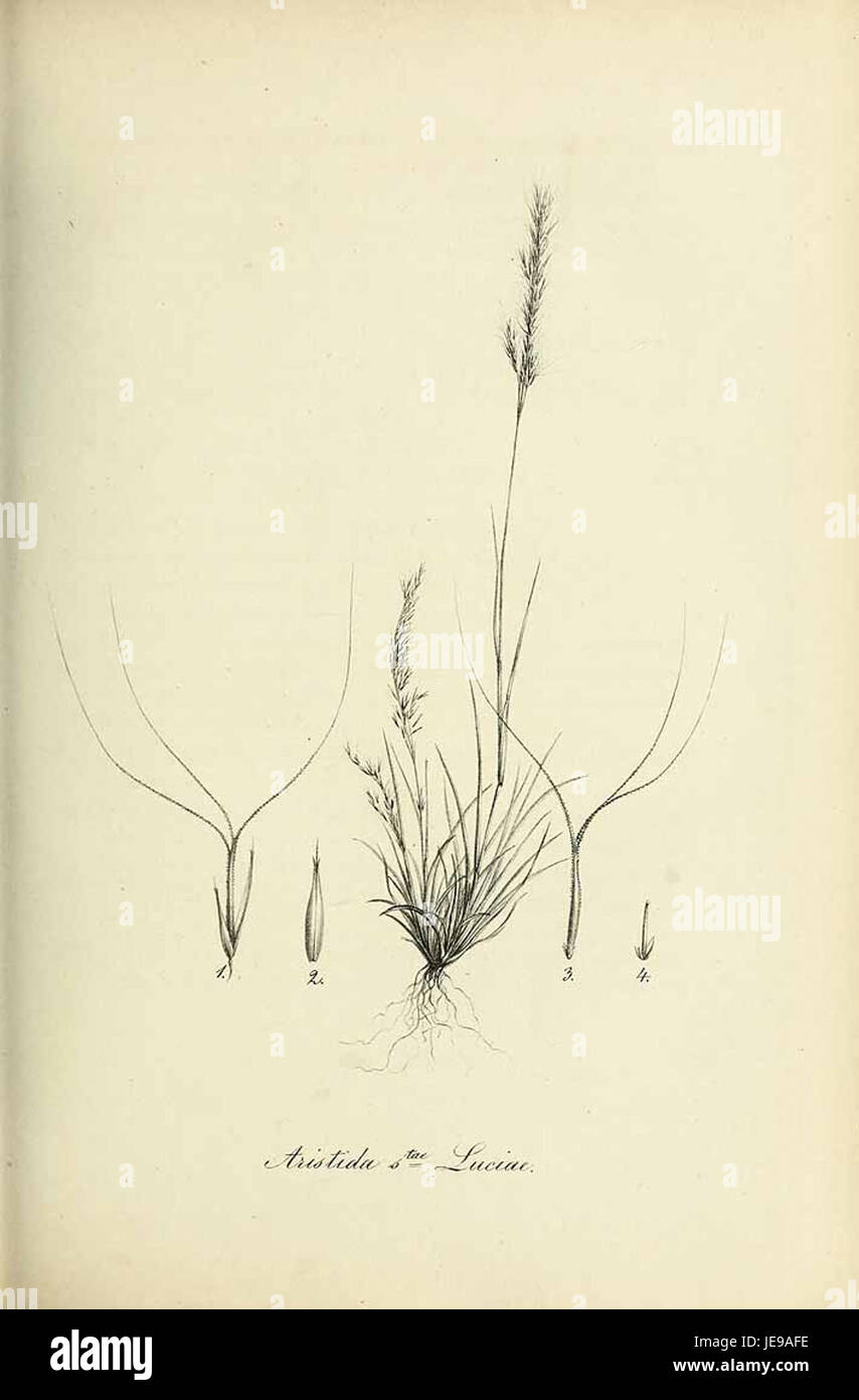 Aristida sanctae-luciae - Species graminum - Volume 3 Stock Photo