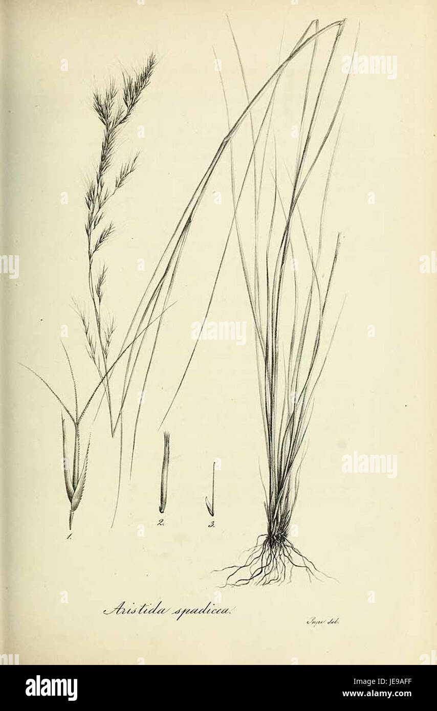 Aristida spadicea - Species graminum - Volume 3 Stock Photo