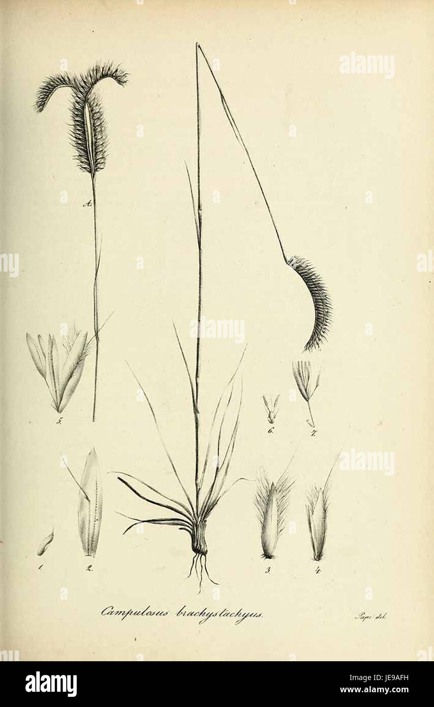 Grass species characteristics hi-res stock photography and images - Alamy