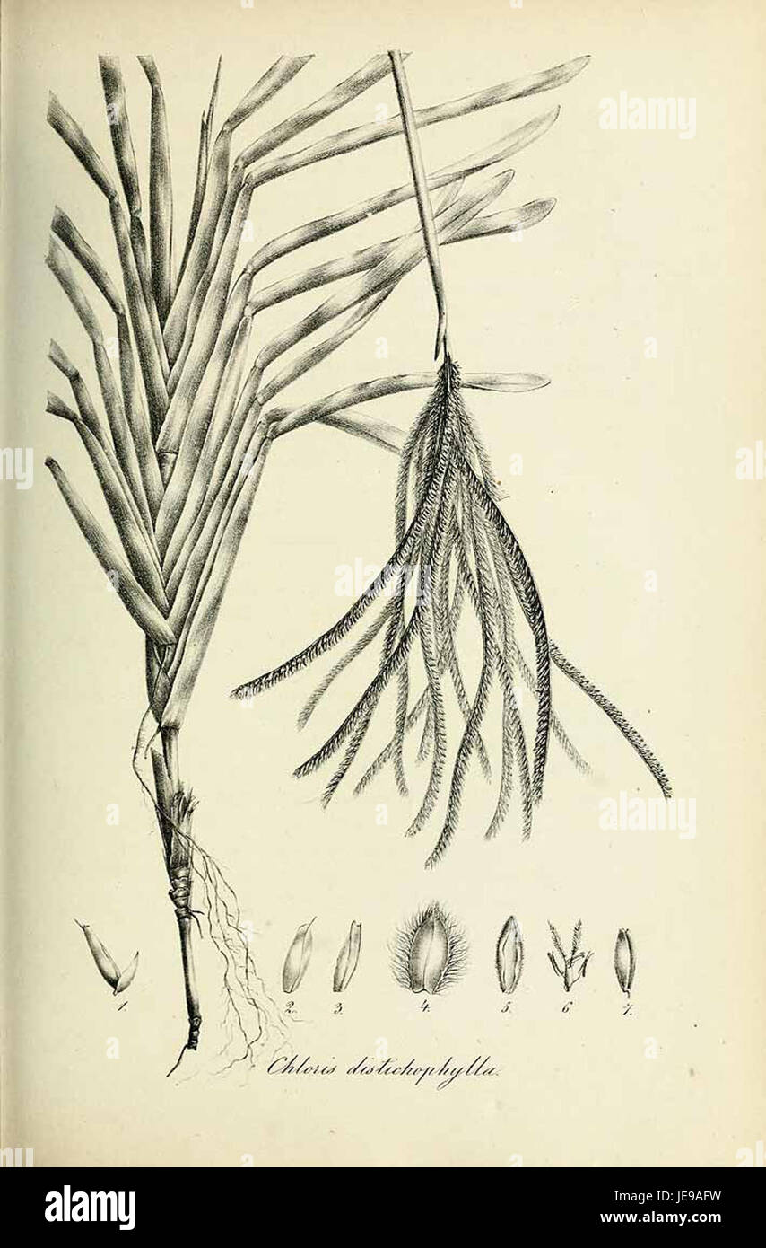 Importance of plant morphology in identification hi-res stock