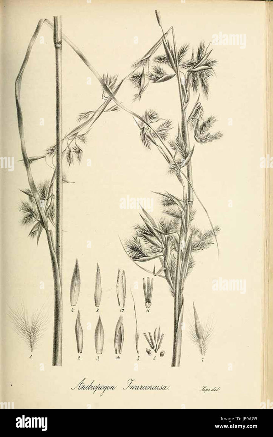Andropogon jwarancusa - Species graminum - Volume 3 Stock Photo
