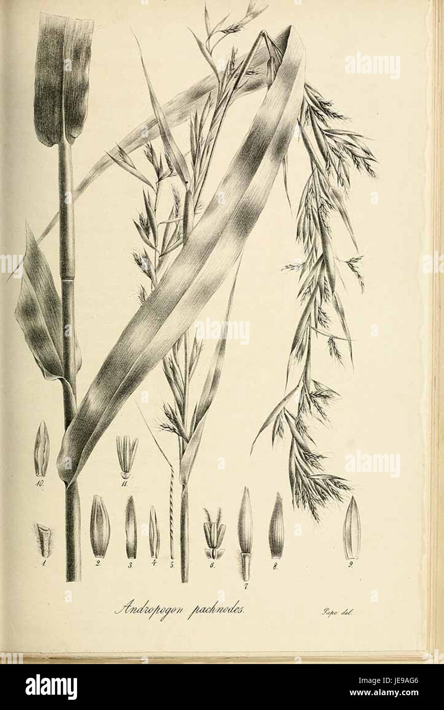 Andropogon pachnodes - Species graminum - Volume 3 Stock Photo