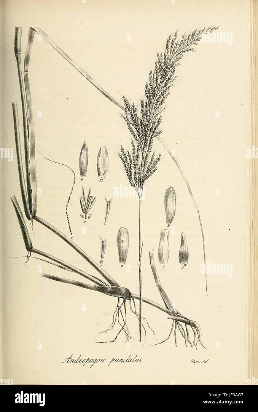 Andropogon punctatus - Species graminum - Volume 3 Stock Photo