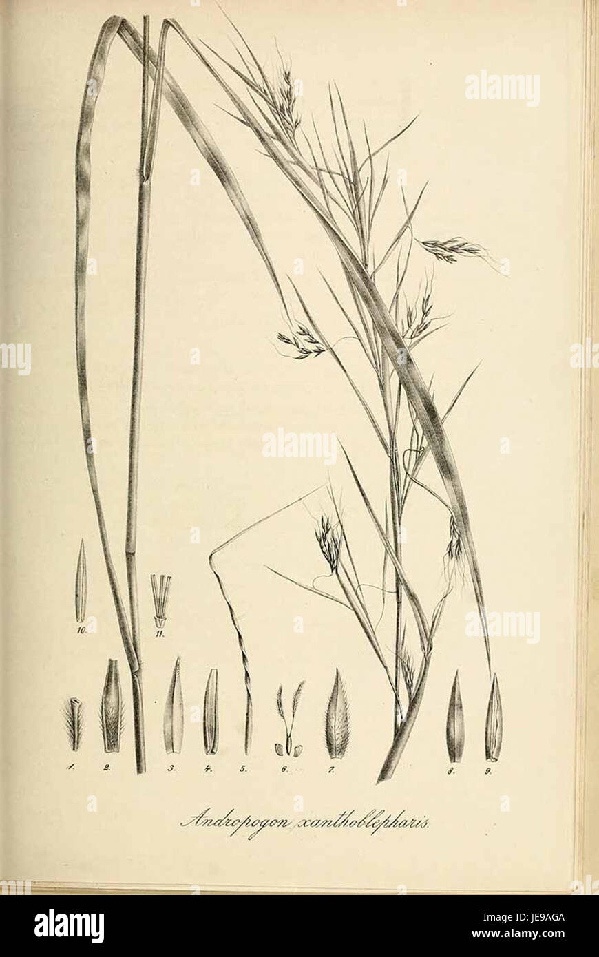 Andropogon xanthoblepharis - Species graminum - Volume 3 Stock Photo