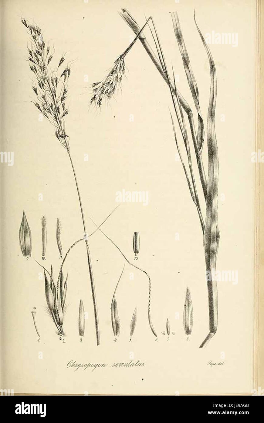 Chrysopogon serrulatus - Species graminum - Volume 3 Stock Photo