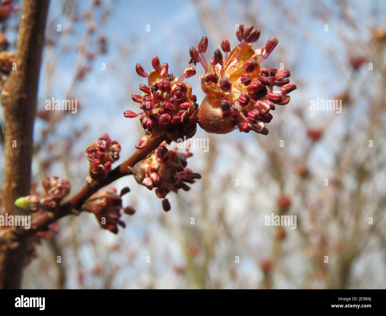 Long life span tree hi-res stock photography and images - Alamy