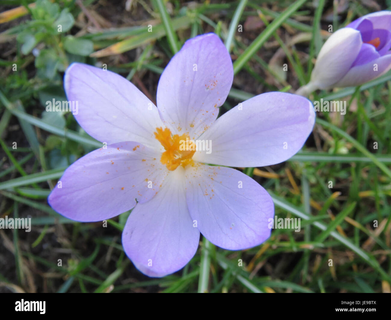 Crocus tommasinianus, a species of crocus native to Southeastern Europe ...
