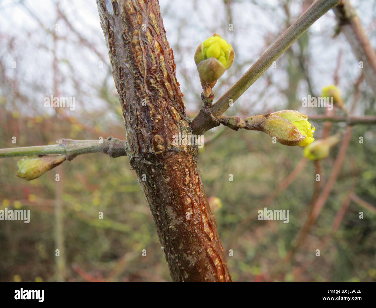 Photograph of Cornus mas, also known as the cornelian cherry, in bloom ...