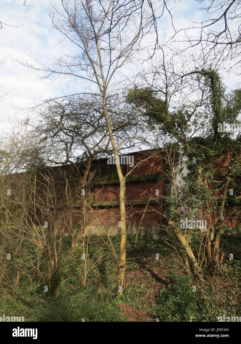 A photograph from February 25, 2014, showing the Ulme tree species ...