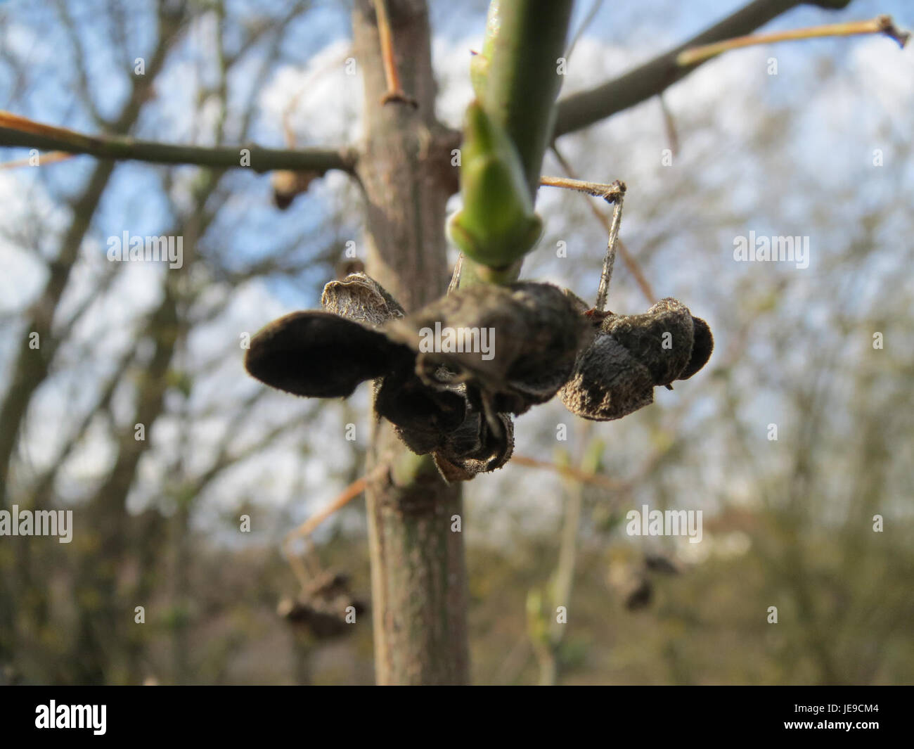 A photograph of Euonymus europaeus, commonly known as spindle tree ...