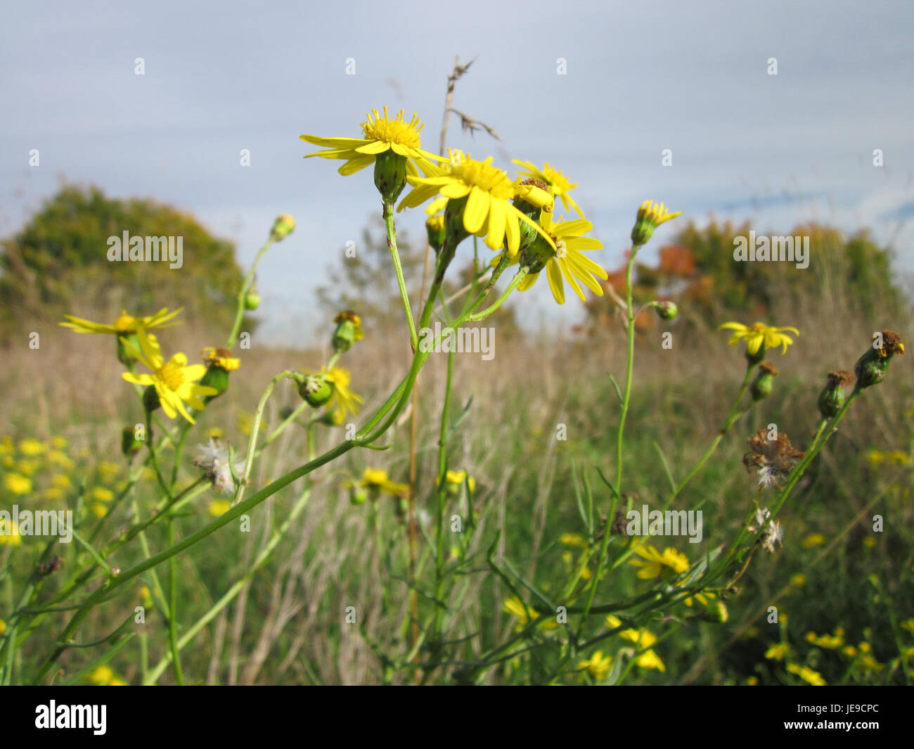 Yellow clusters agricultural fields hi-res stock photography and images ...